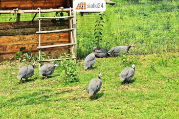 Siemiatycze Siatki przeciw ptakom - Zabezpieczenie przed drapieżnymi ptakami Sklep Siemiatycze